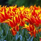 Tulipe, jardin de Bigard, Bruxelles