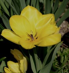 Tulipe Jaune