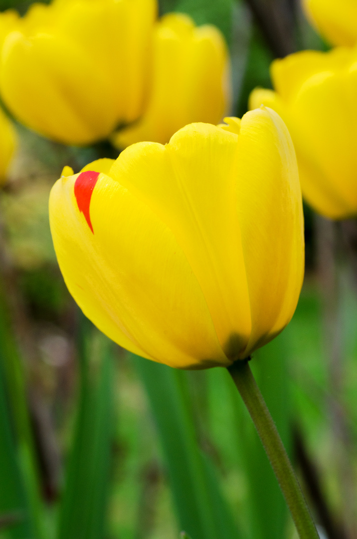 TULIPE JAUNE BLESSEE