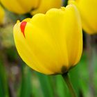 TULIPE JAUNE BLESSEE