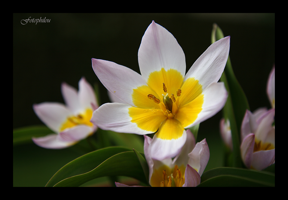 Tulipe "Lilac Wonder"