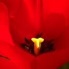 tulipe macros