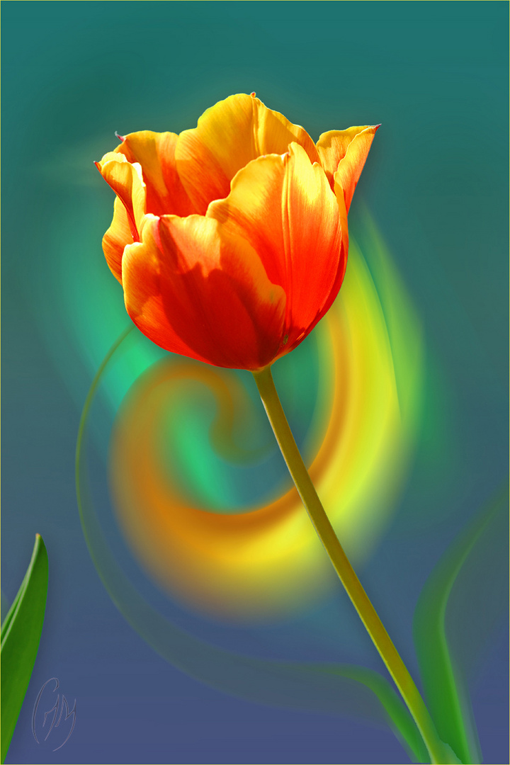 Tulipe N°2