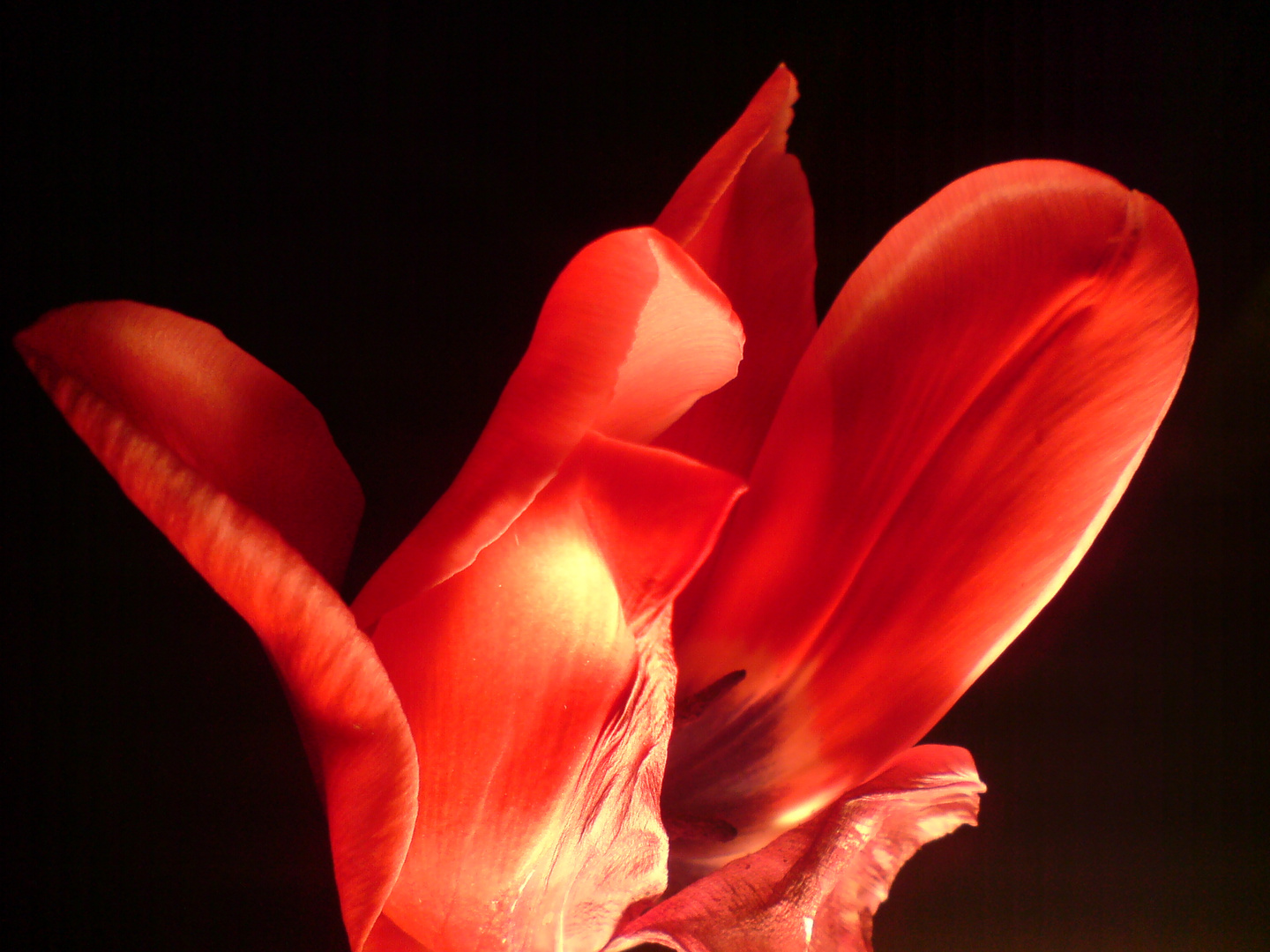 Tulipe nocturne