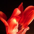 Tulipe nocturne