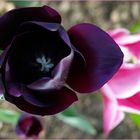 Tulipe noire  --  Schwarze Tulpe