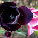 Tulipe noire  --  Schwarze Tulpe
