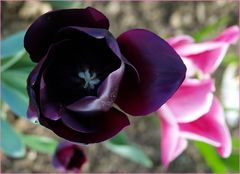 Tulipe noire  --  Schwarze Tulpe