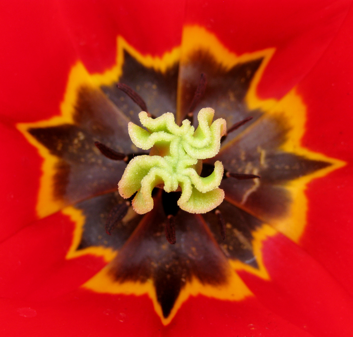 tulipe porte-bonheur, je t'envoie dans le coeur de toutes les Mamans du monde