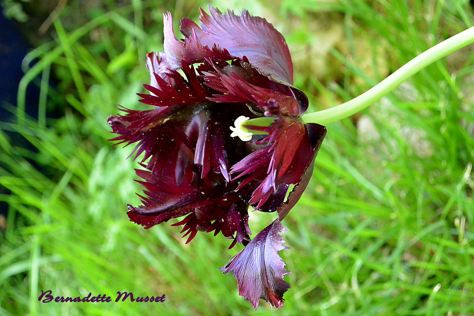 Tulipe pourpre