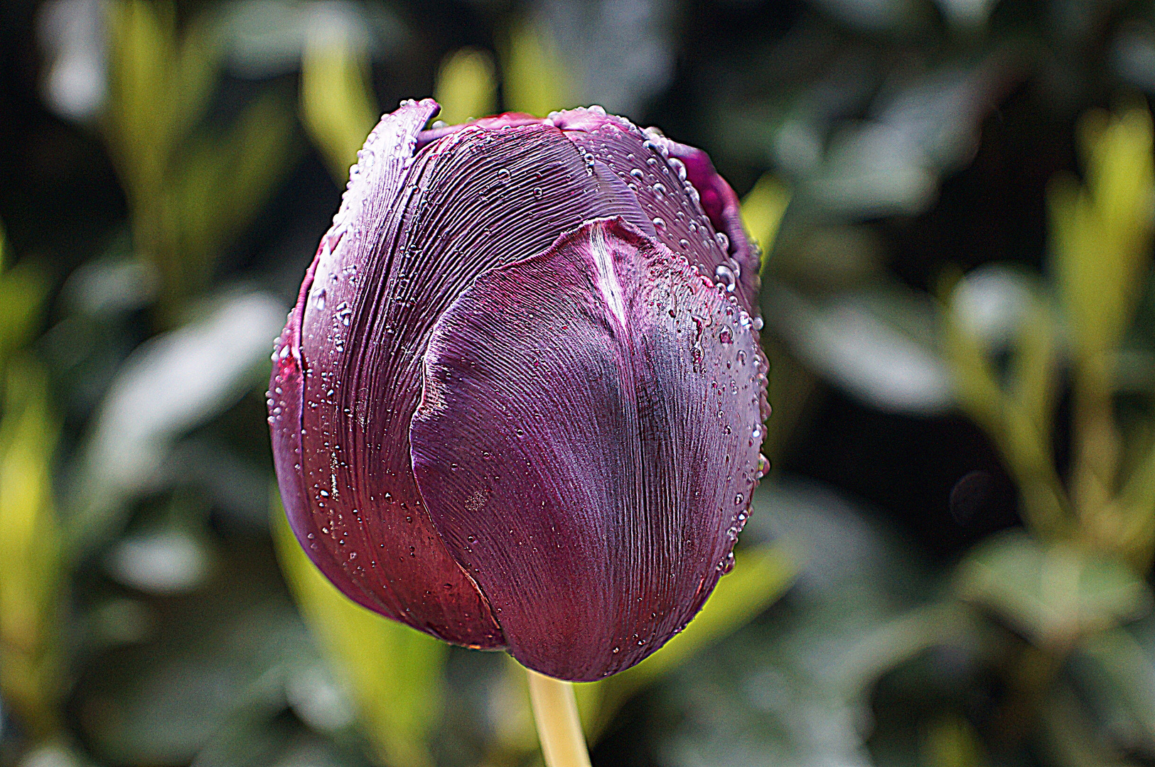 tulipe prise sous la pluit