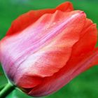 TULIPE - ROSE