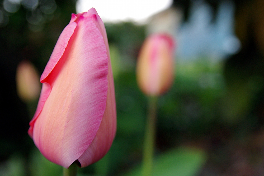 Tulipe Rose