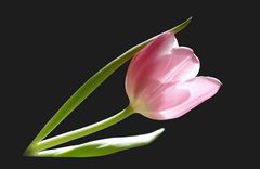 Tulipe rose - Rosa Tulpe