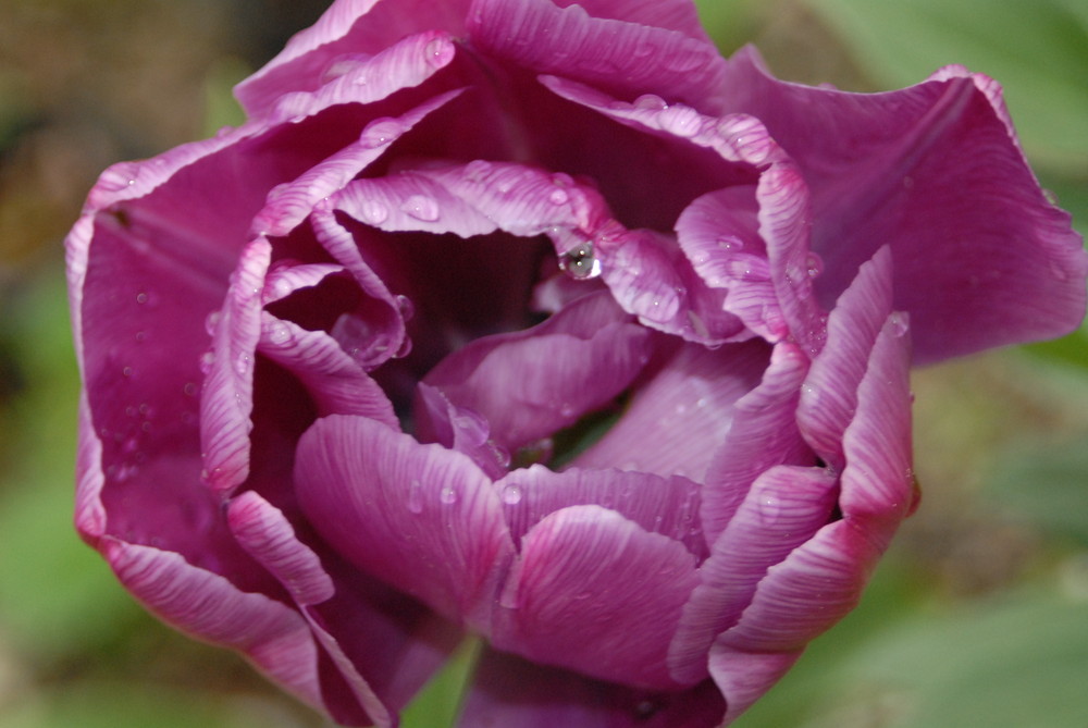 tulipe rosée