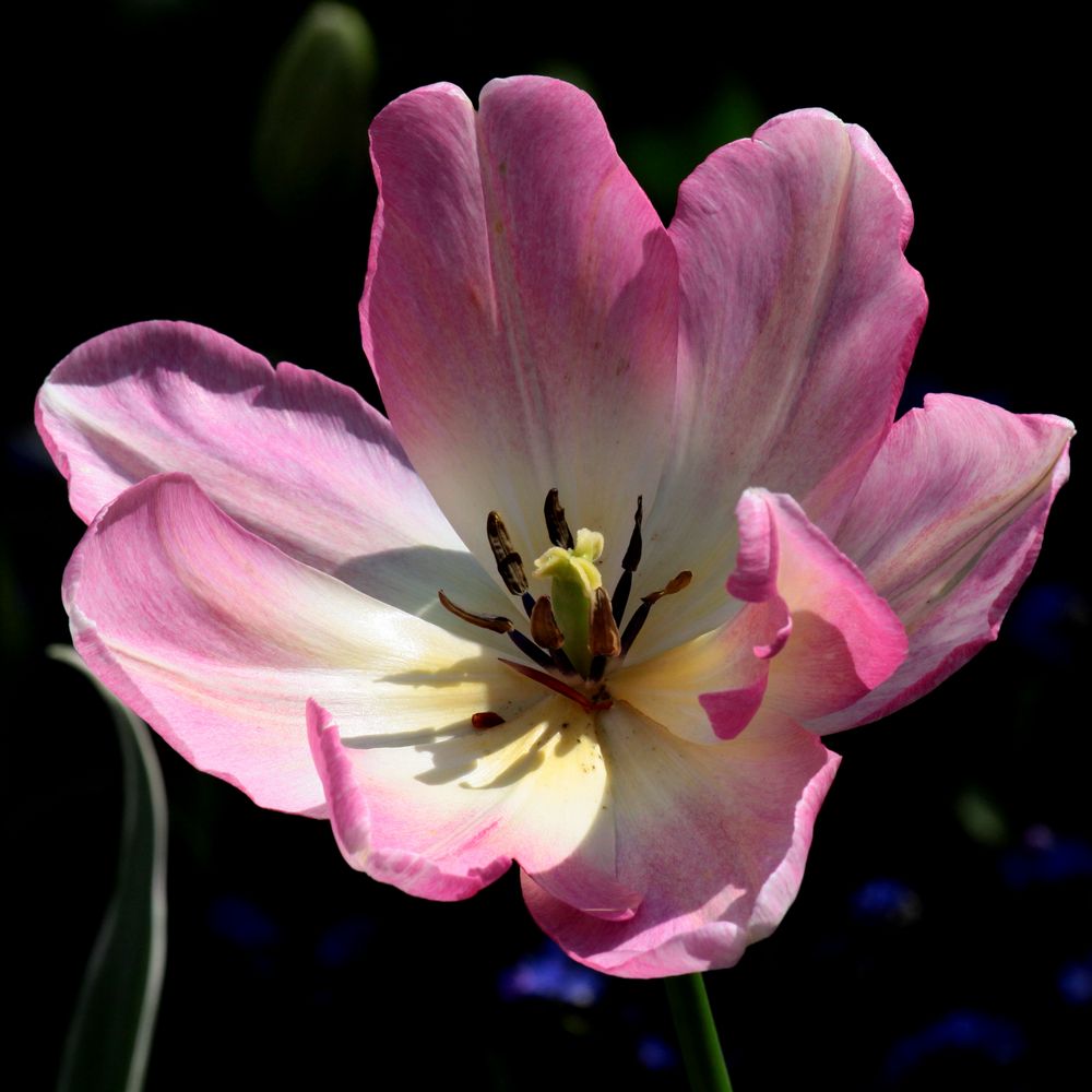 Tulipe rosée