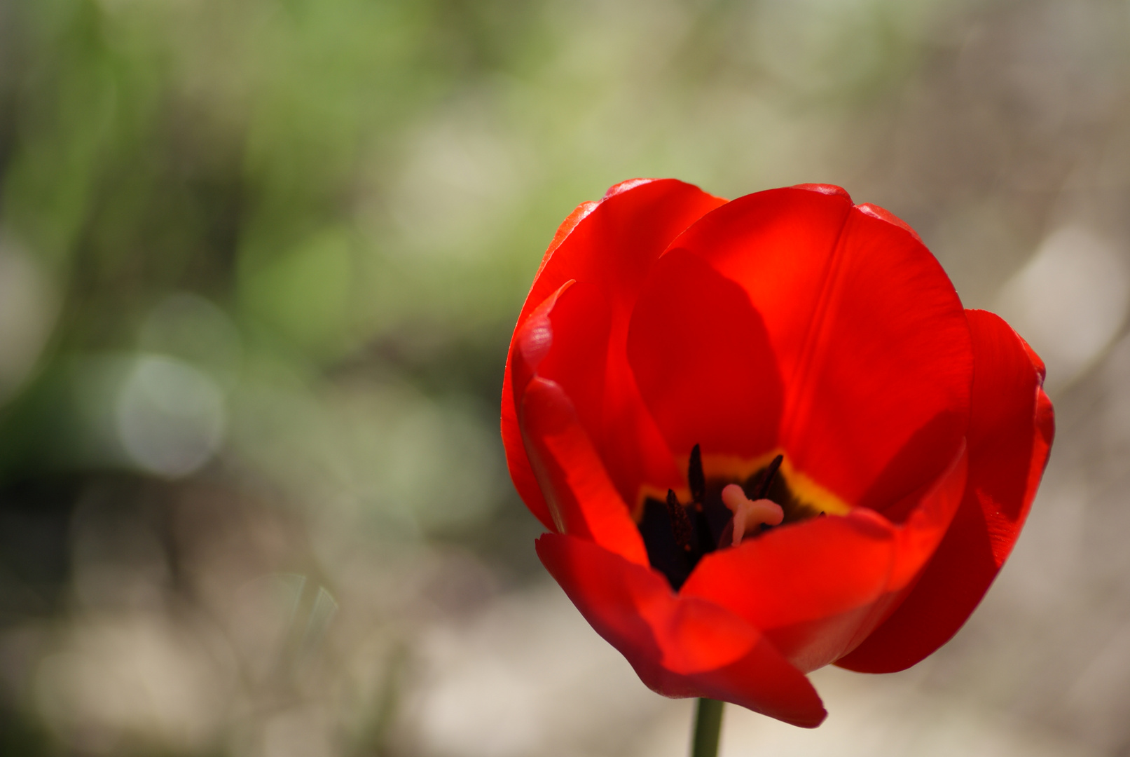 Tulipe rouge