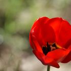 Tulipe rouge