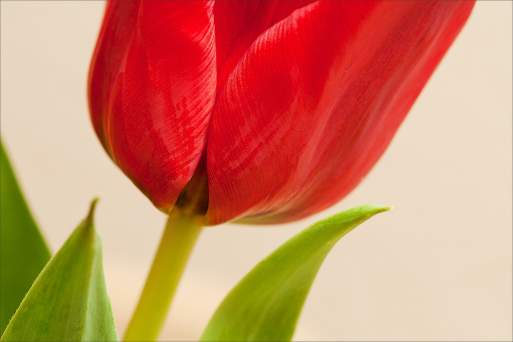 * tulipe rouge *