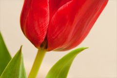 * tulipe rouge *