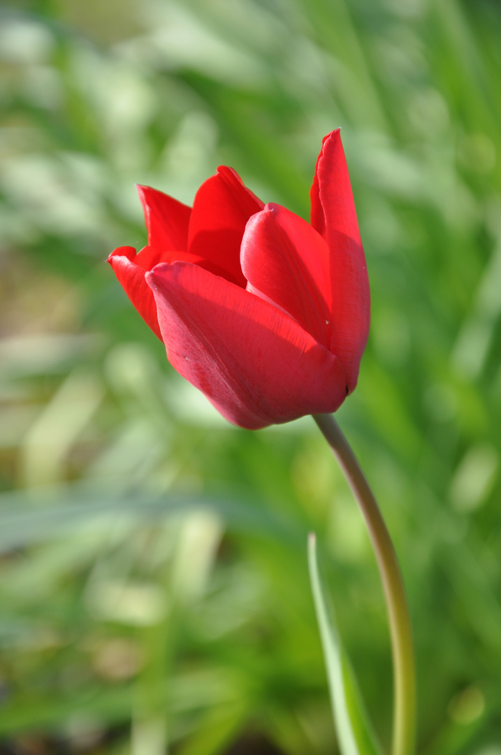 Tulipe rouge