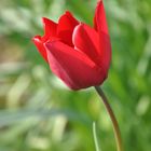 Tulipe rouge