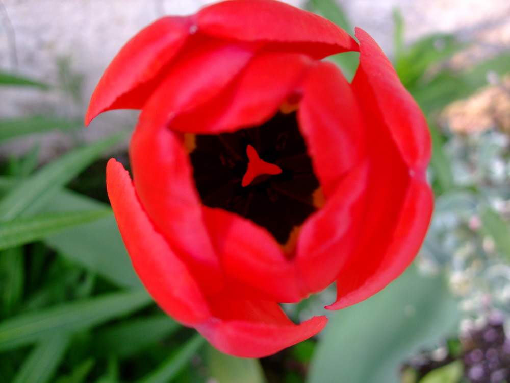 tulipe rouge de valentine78 