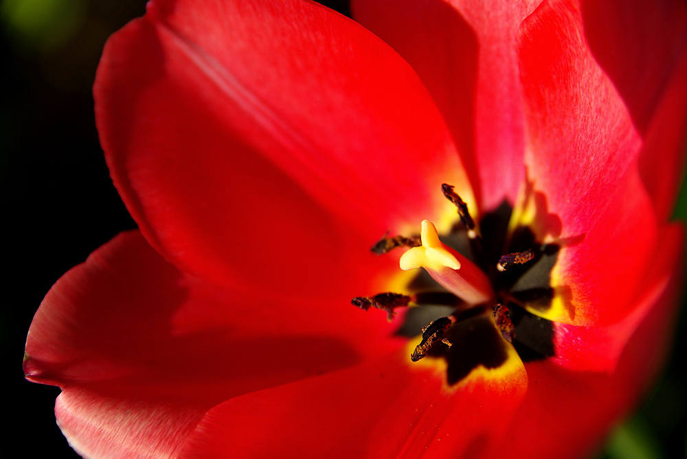 Tulipe rouge