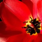 Tulipe rouge