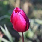 Tulipe rouge