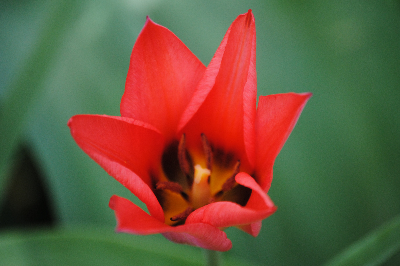 Tulipe Rouge Photo Et Image Fleurs Mon Album Nature Images Fotocommunity