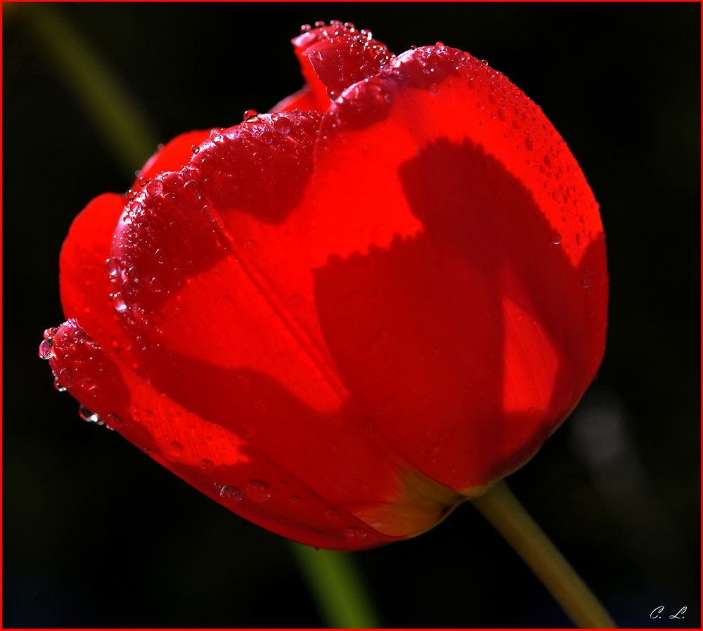 Tulipe rouge