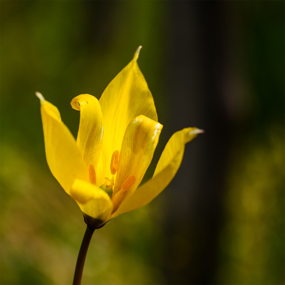 Tulipe Sauvage - Die Wilde Tulpe