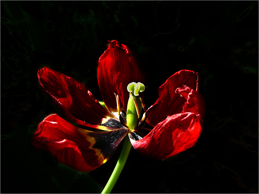 tulipe s'éteignant peu à peu