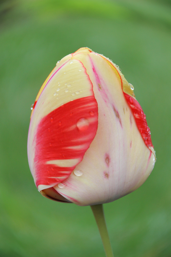 Tulipe sous la rosée