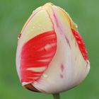 Tulipe sous la rosée