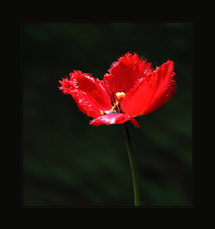 Tulipe - Tulpe