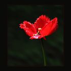 Tulipe - Tulpe