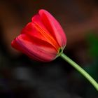 tulipe - un jour une couleur : rouge