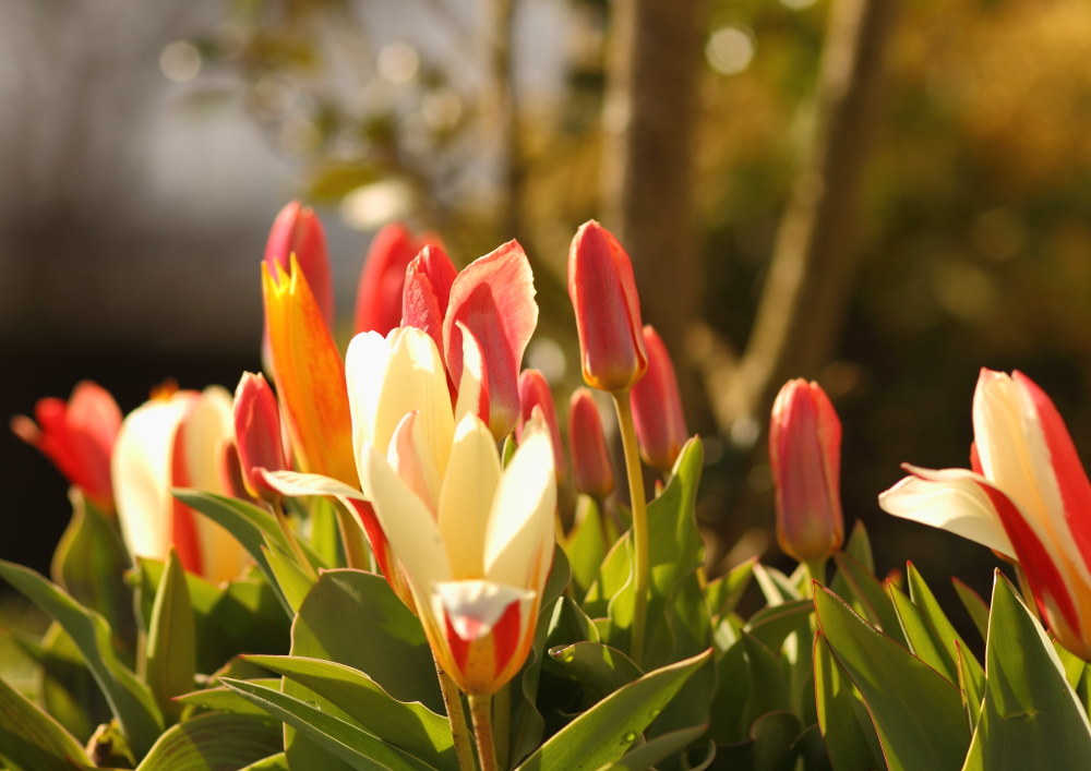 tulipes