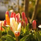 tulipes