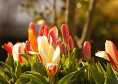 tulipes