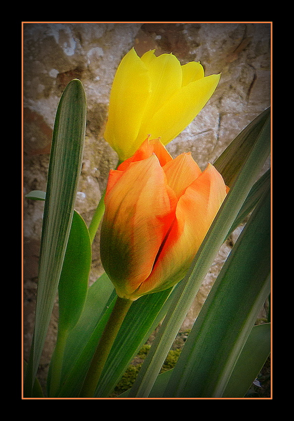 tulipes