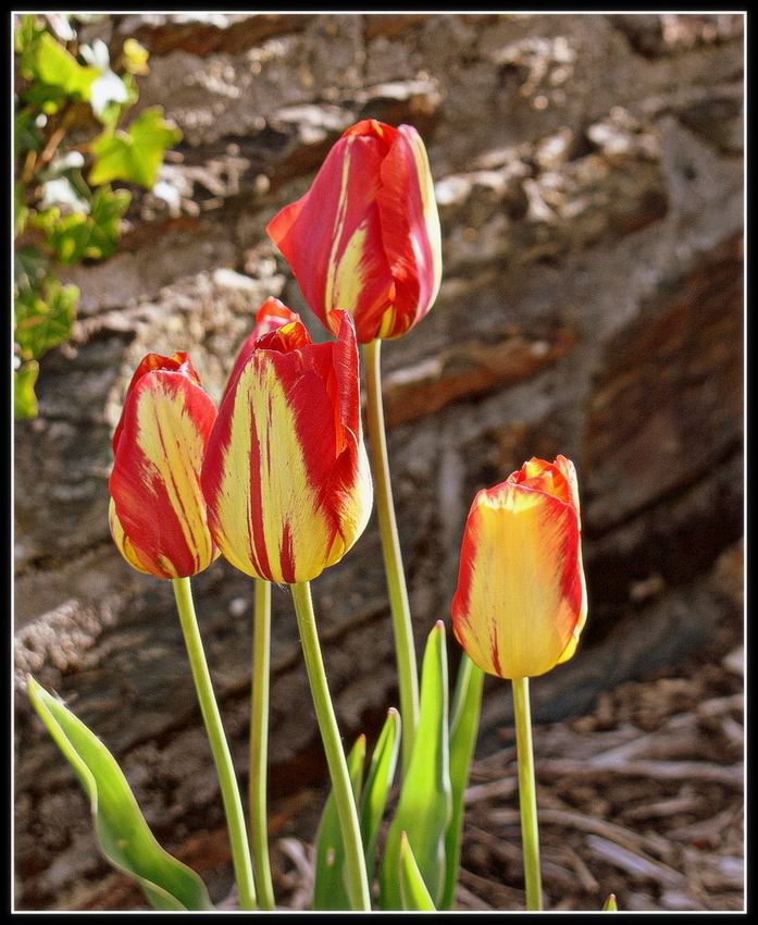 tulipes