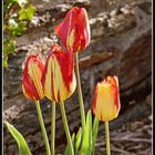 tulipes