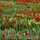 Tulipes