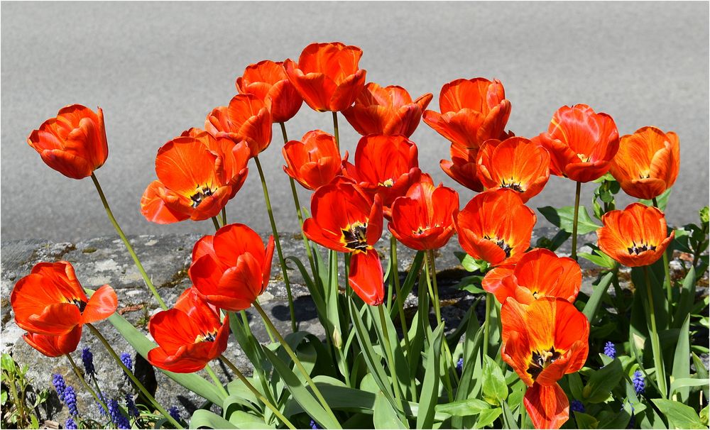 tulipes