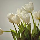 tulipes