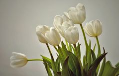 tulipes