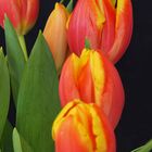 Tulipes